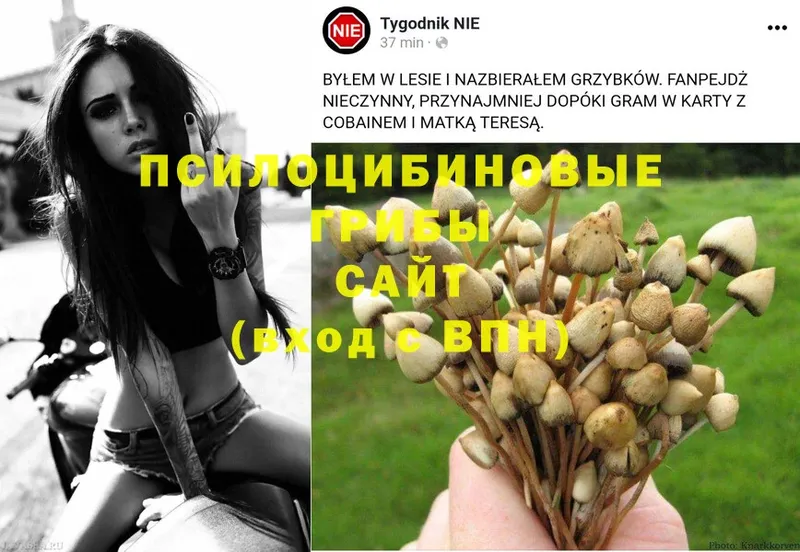 KRAKEN   Дзержинский  Псилоцибиновые грибы Psilocybe 